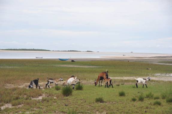 Cabras na Ilha de Lençóis, nas Reentrâncias Maranhenses - MA
